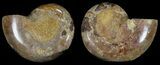 Cut & Polished, Agatized Ammonite Fossil - Jurassic #53814-1
